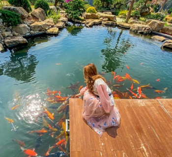 Thi Công Hồ Cá Koi Nhật Bản Chuyên Nghiệp, Miễn Phí Thiết Kế 3D Hồ Cá Koi